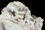 Fossil Oreodont (Leptauchenia) Skull - Wyoming #176506-9